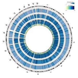 large-cracks2_pnas_heyn