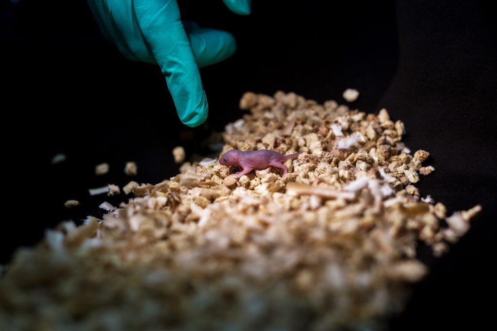 Eine neugeborene Maus sitzt in Streu. Eine Hand zeigt darauf.
