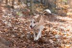 Freundlicher Mischlingshund läuft durch einen Wald.