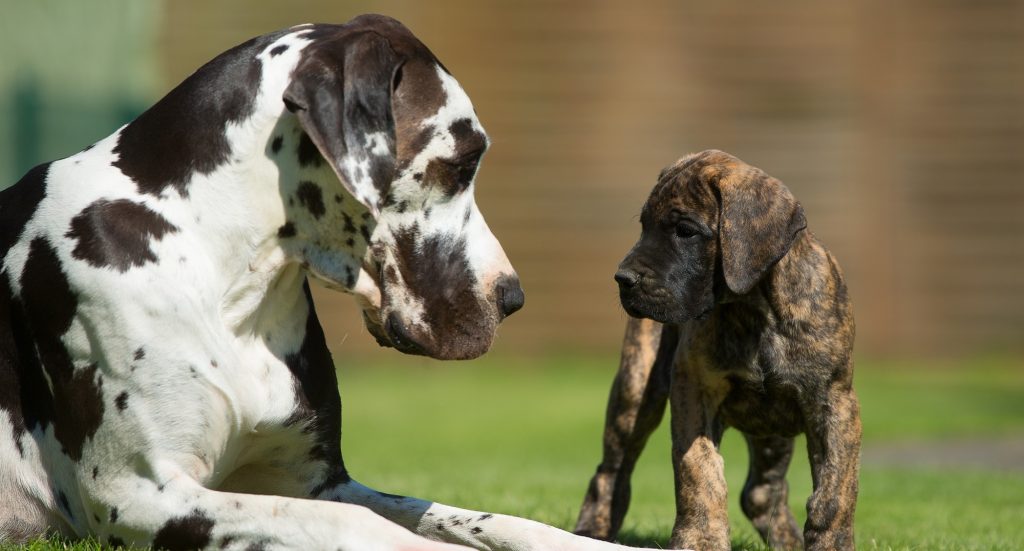 Eine schwarz-weiß gefleckte große deutsche Dogge liegt auf einer Wiese. Vor ihr steht ein brauner Doggen-Welpe. Beide schauen sich in die Augen.